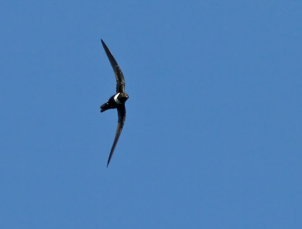 White-collared Swift - Lars Petersson | My World of Bird Photography