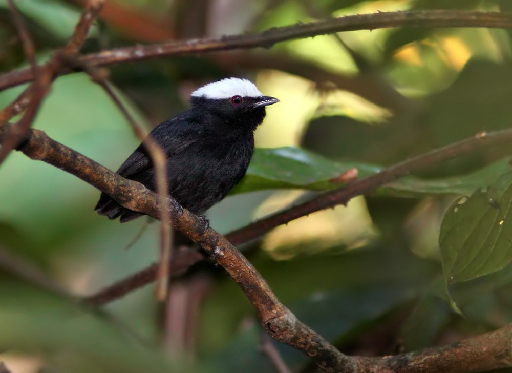 White-crowned Manakin - Lars Petersson | My World of Bird Photography