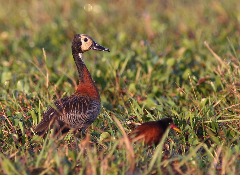 White-faced Whistling-Duck - Lars Petersson | My World of Bird Photography