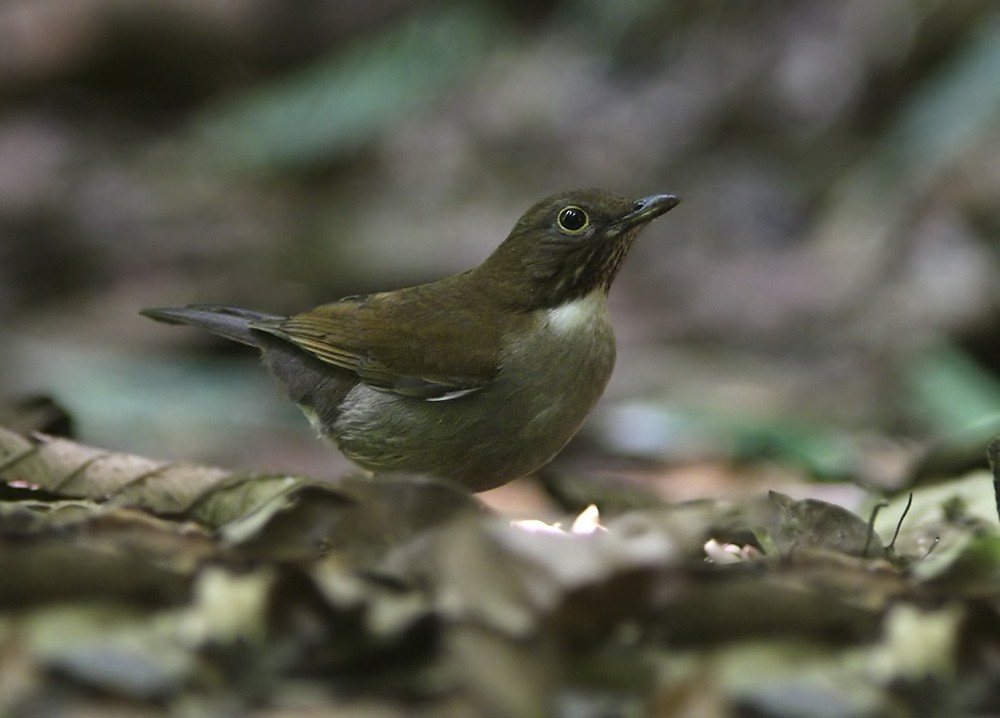 White-necked Thrush (Gray-flanked) - Lars Petersson | My World of Bird Photography