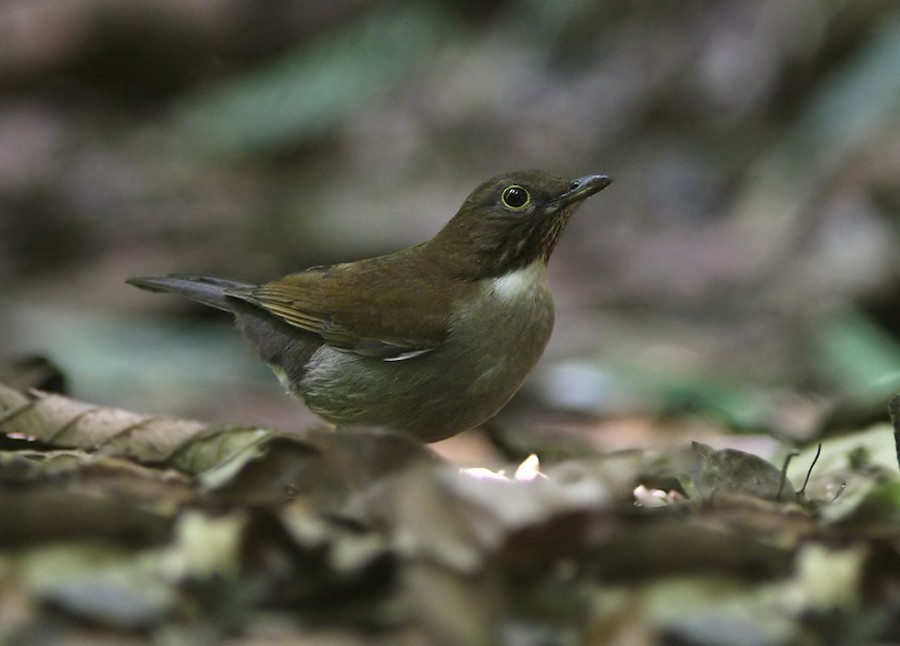 Papa-capim-de-coleira - eBird