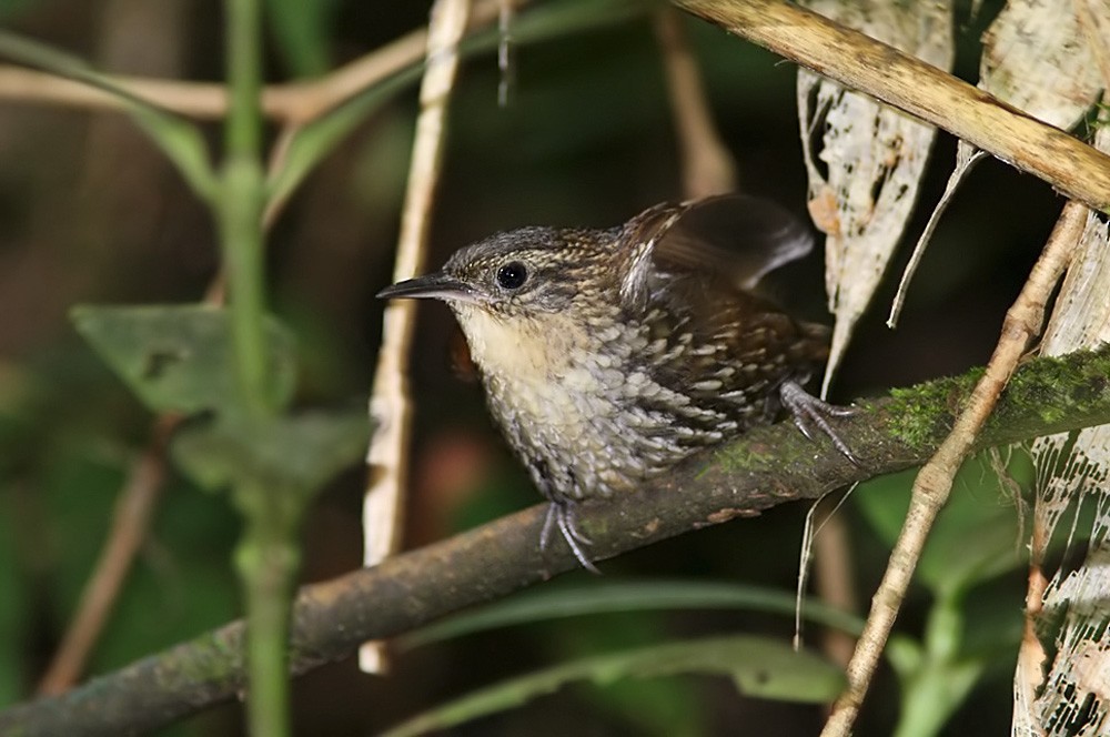 White-throated Barbtail (Paria) - Lars Petersson