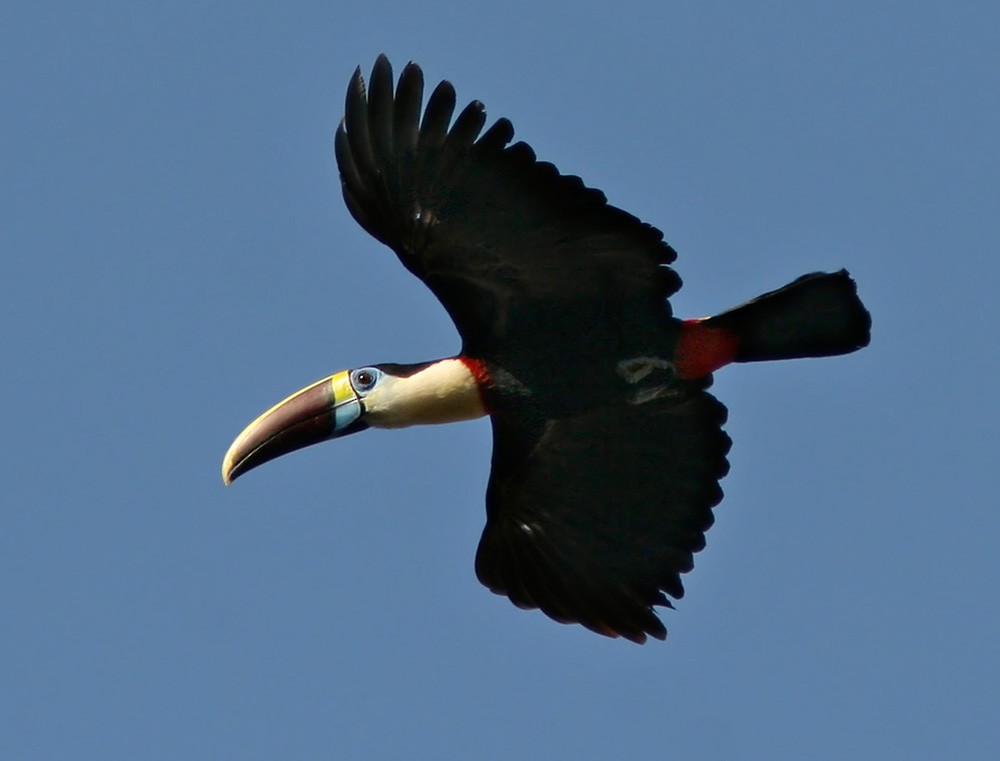 White-throated Toucan (Red-billed) - ML206033201