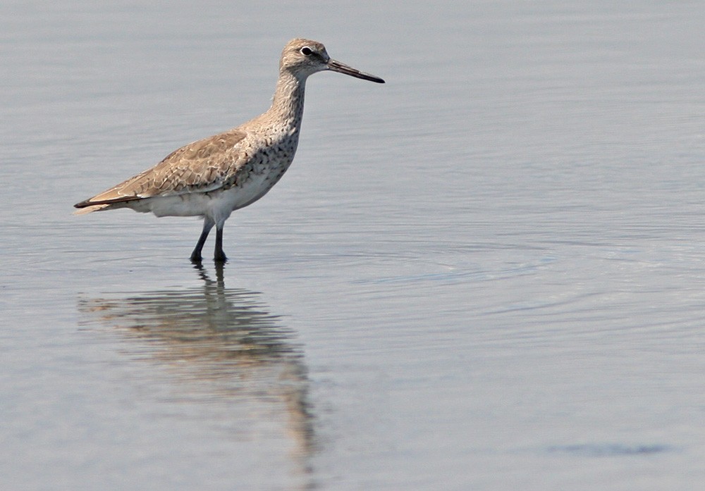 Willet - Lars Petersson | My World of Bird Photography