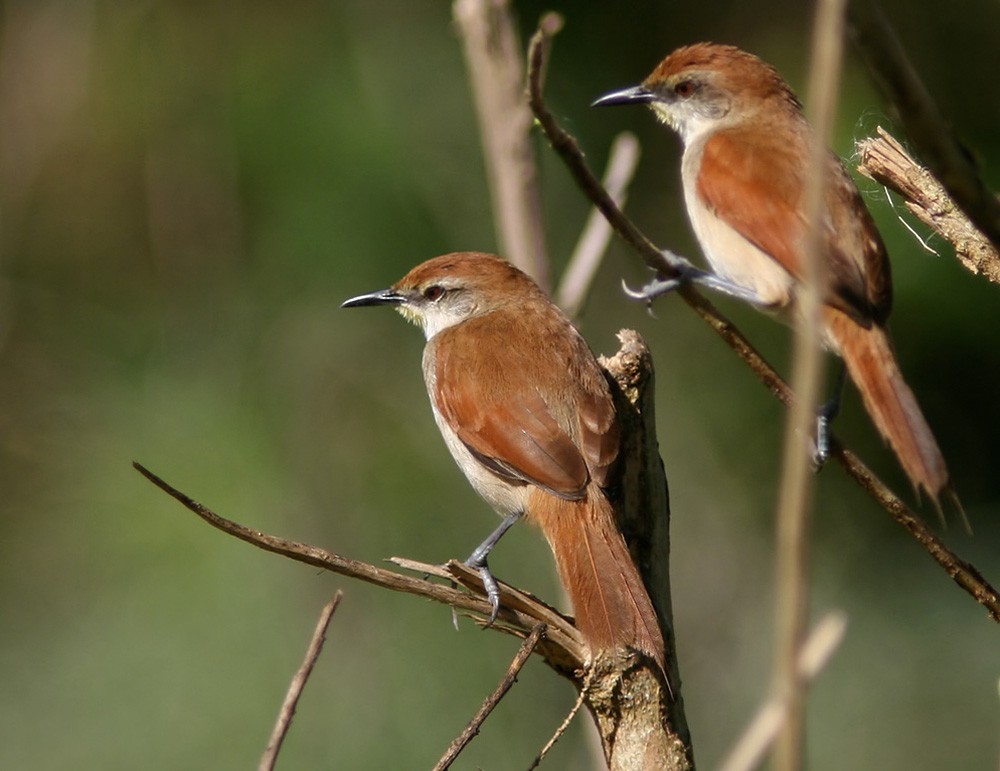 Yellow-chinned Spinetail - Lars Petersson | My World of Bird Photography