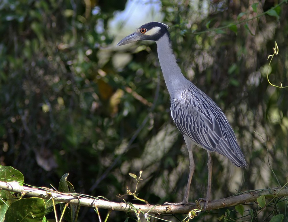 Yellow-crowned Night Heron - Lars Petersson | My World of Bird Photography