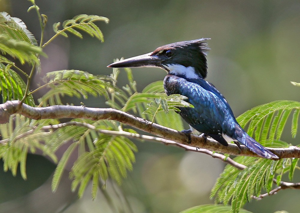 Amazon Kingfisher - Lars Petersson | My World of Bird Photography