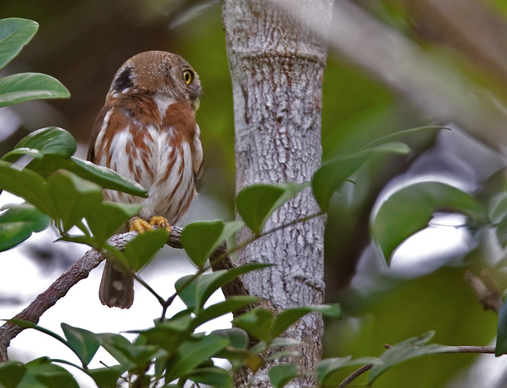 Least Pygmy-Owl - ML206033381
