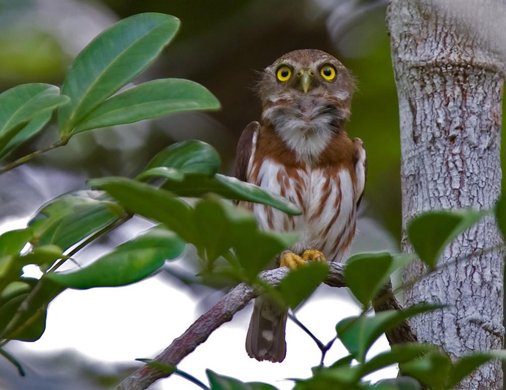 Least Pygmy-Owl - Lars Petersson | My World of Bird Photography