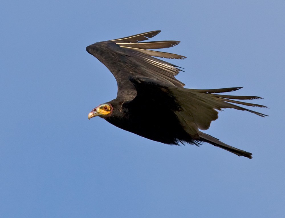 Lesser Yellow-headed Vulture - Lars Petersson | My World of Bird Photography