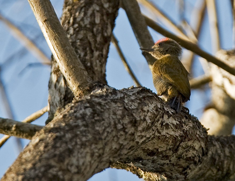 Little Woodpecker - Lars Petersson | My World of Bird Photography