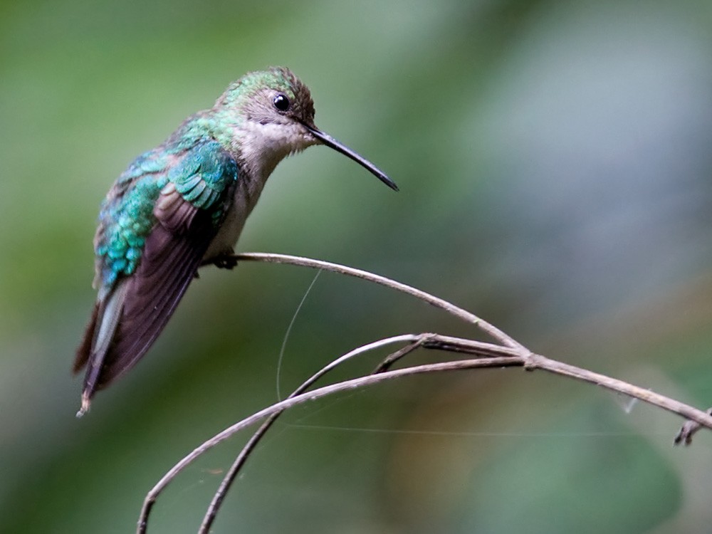 kolibřík pralesní - ML206033451