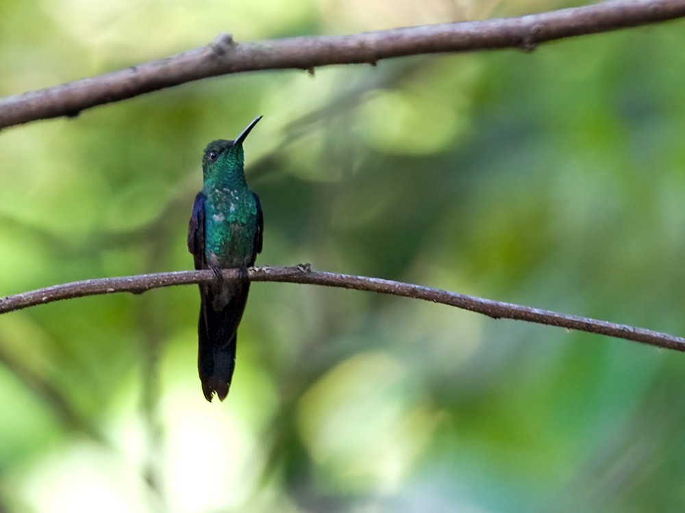 kolibřík pralesní - ML206033461