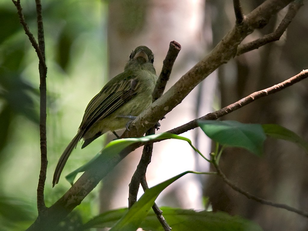Eastern Olivaceous Flatbill - Lars Petersson | My World of Bird Photography