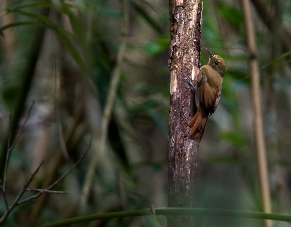 Olivaceous Woodcreeper - Lars Petersson | My World of Bird Photography