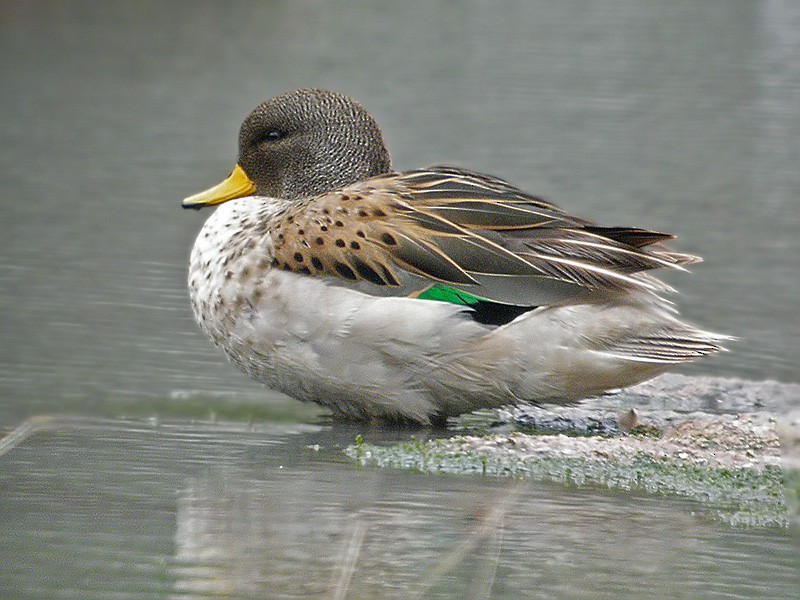 Yellow-billed Teal - Lars Petersson | My World of Bird Photography
