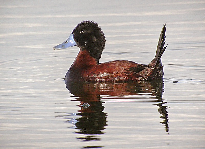 Andean Duck - ML206033801