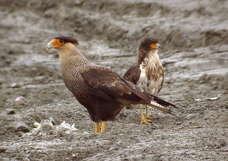 Crested Caracara (Southern) - ML206033841