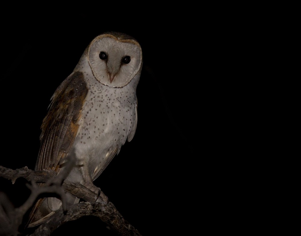 Barn Owl - Lars Petersson | My World of Bird Photography