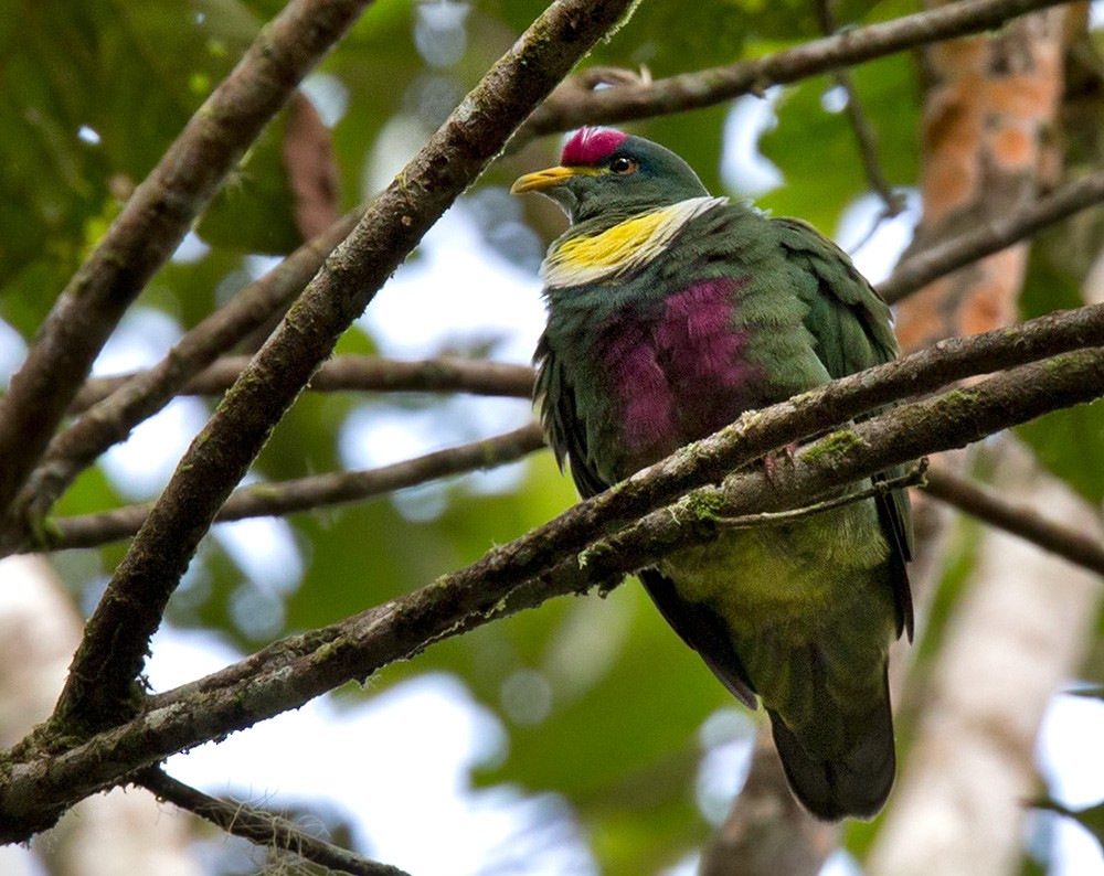 White-breasted Fruit-Dove - Lars Petersson | My World of Bird Photography
