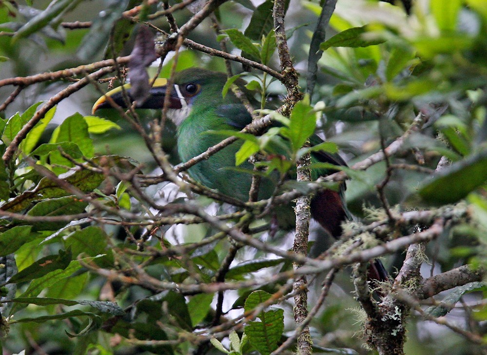 Southern Emerald-Toucanet (Andean) - ML206034251