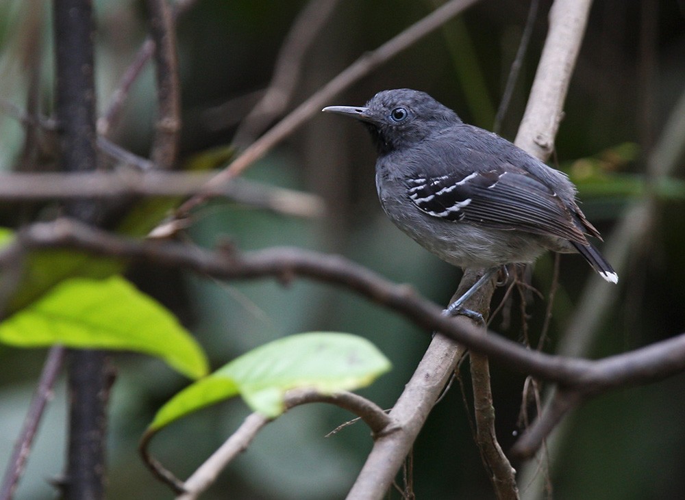 Band-tailed Antbird - Lars Petersson | My World of Bird Photography