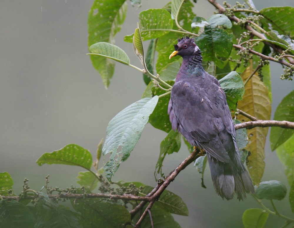 Band-tailed Pigeon (White-necked) - Lars Petersson | My World of Bird Photography