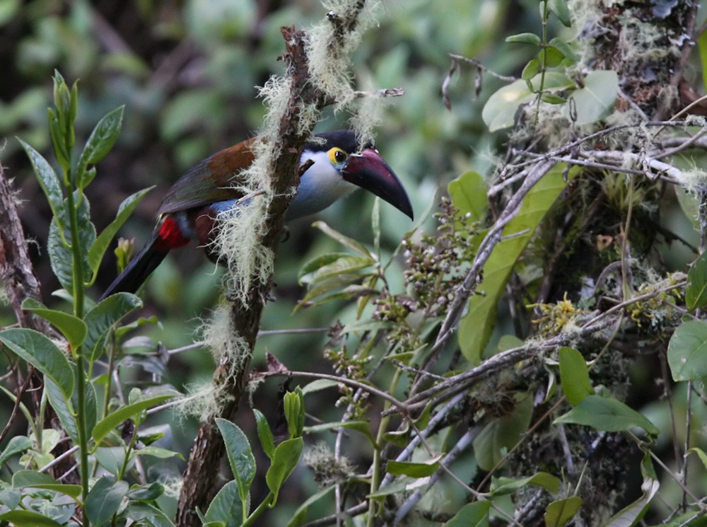 Black-billed Mountain-Toucan - Lars Petersson | My World of Bird Photography
