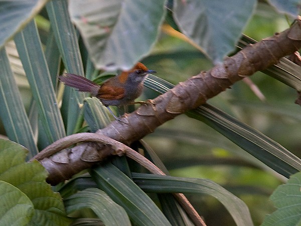 Pinto's Spinetail - Lars Petersson | My World of Bird Photography
