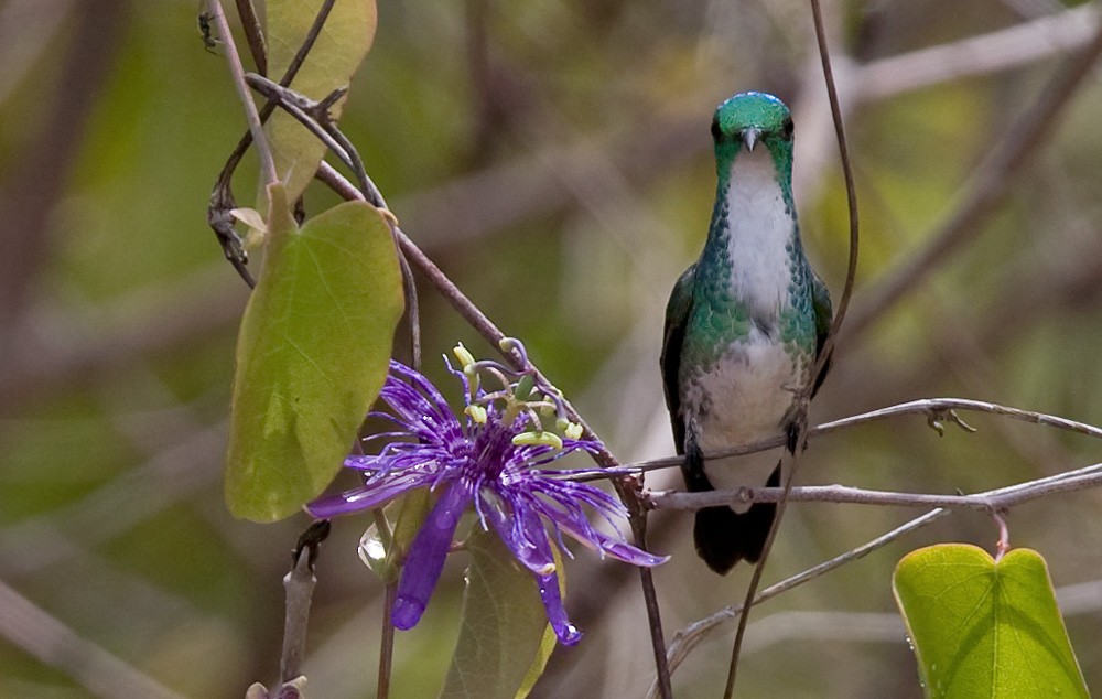 Plain-bellied Emerald - Lars Petersson | My World of Bird Photography