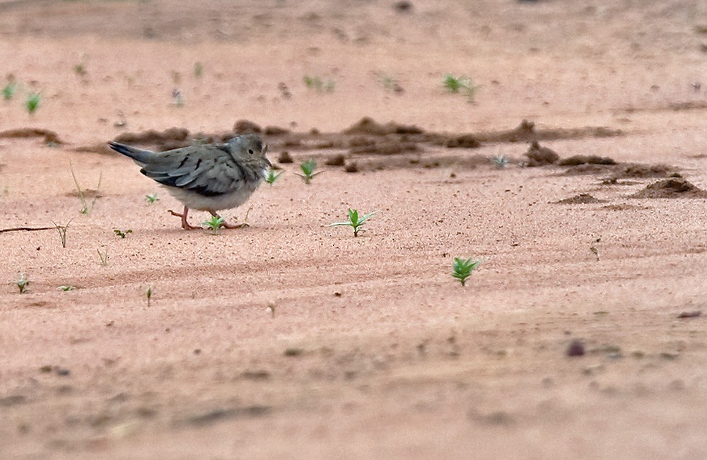 Plain-breasted Ground Dove - ML206034611