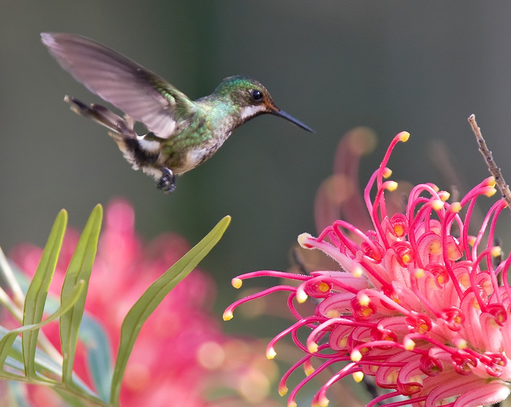 kolibřík pálkoocasý - ML206034691