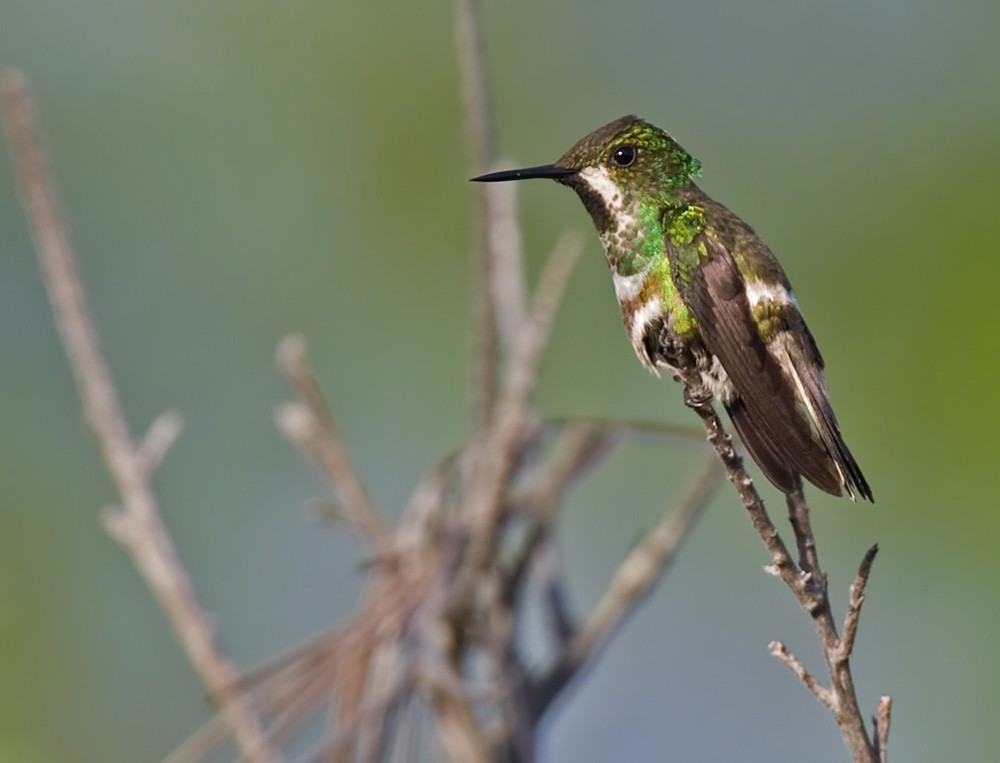 kolibřík pálkoocasý - ML206034701