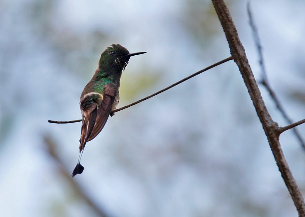 Racket-tipped Thorntail - Lars Petersson | My World of Bird Photography