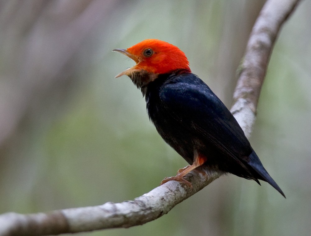 Red-headed Manakin - Lars Petersson | My World of Bird Photography