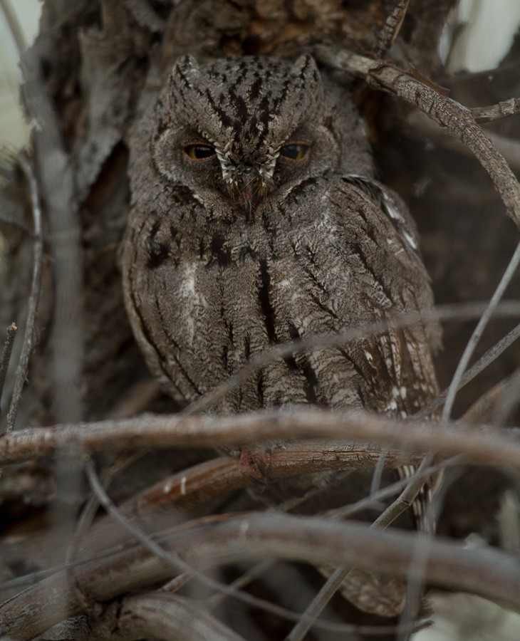 African Scops-Owl - Lars Petersson | My World of Bird Photography