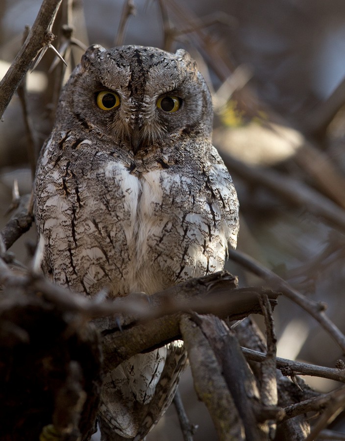 African Scops-Owl - Lars Petersson | My World of Bird Photography