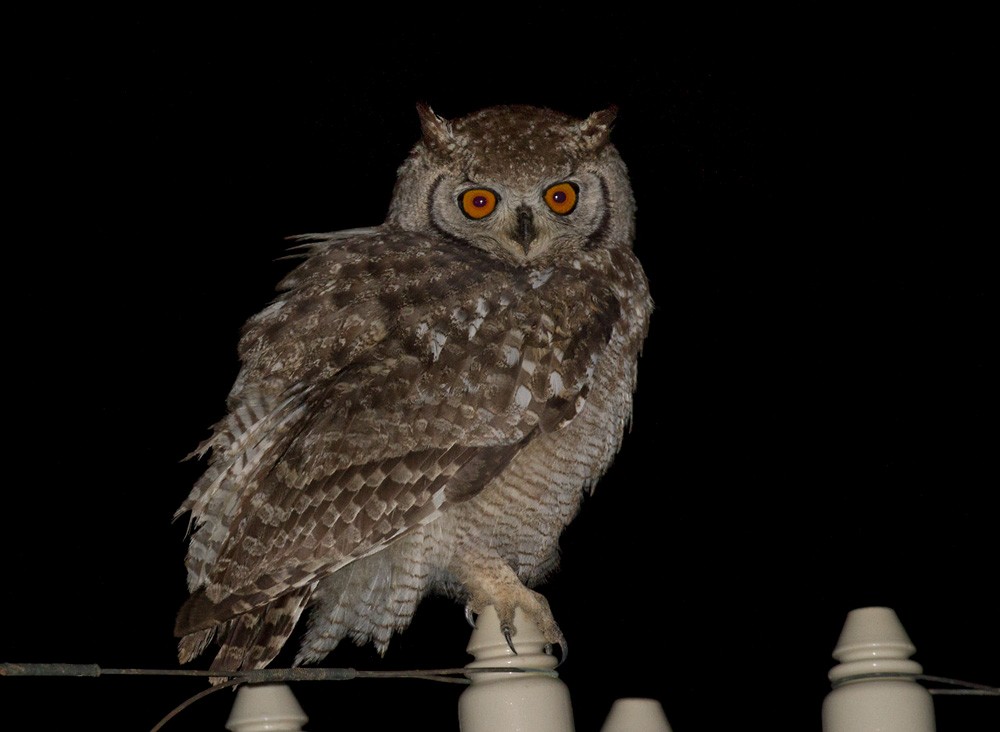 Spotted Eagle-Owl - ML206034971