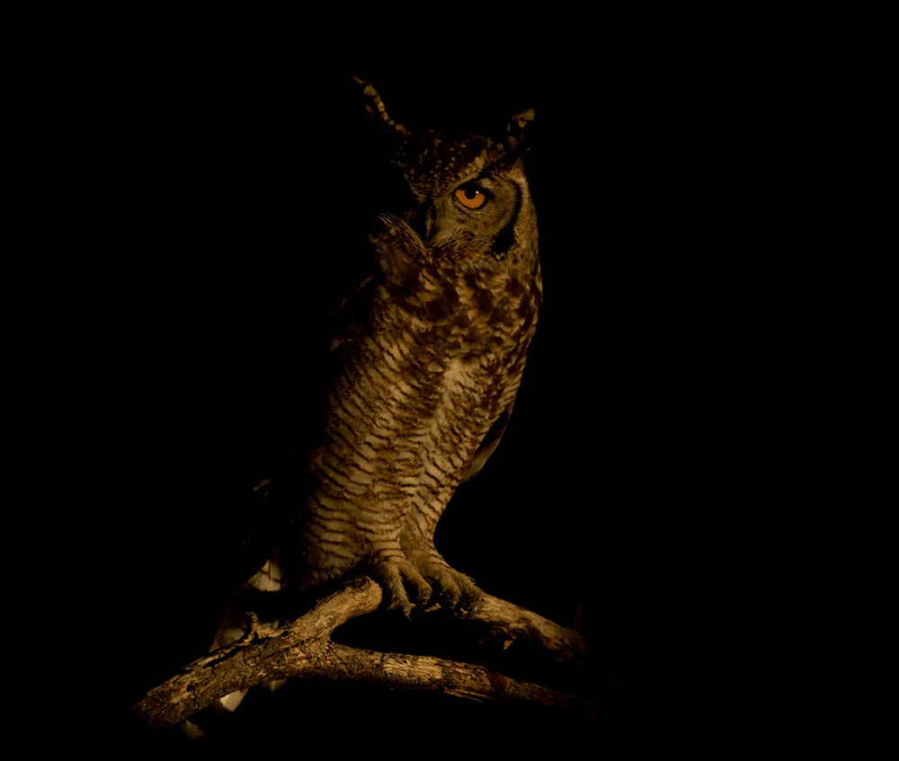 Spotted Eagle-Owl - ML206035001