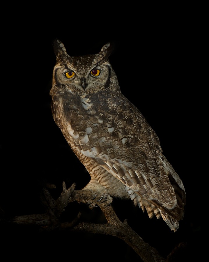 Spotted Eagle-Owl - ML206035011