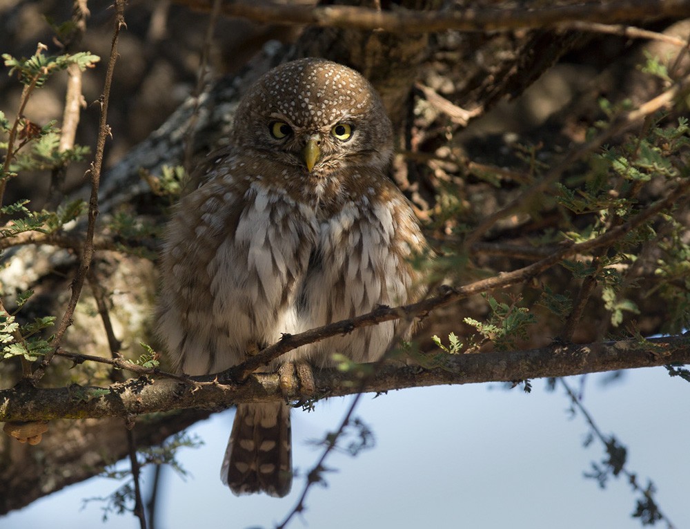 Pearl-spotted Owlet - ML206035021
