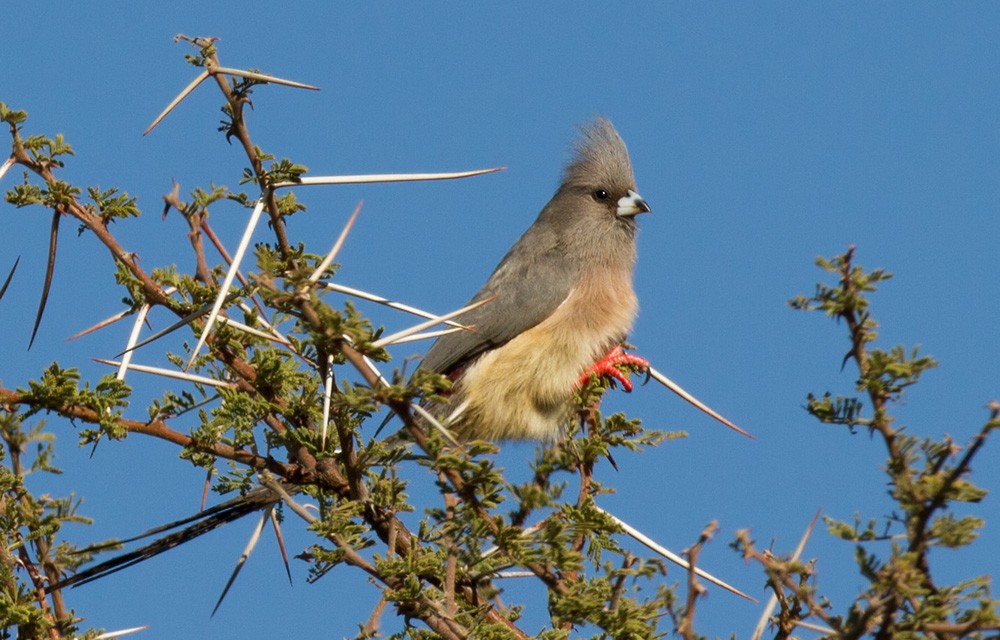 White-backed Mousebird - Lars Petersson | My World of Bird Photography