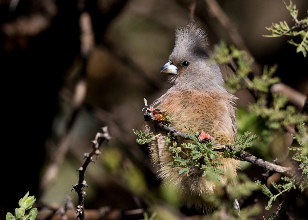 White-backed Mousebird - Lars Petersson | My World of Bird Photography