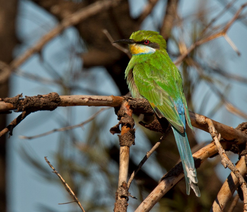 Swallow-tailed Bee-eater - ML206035071