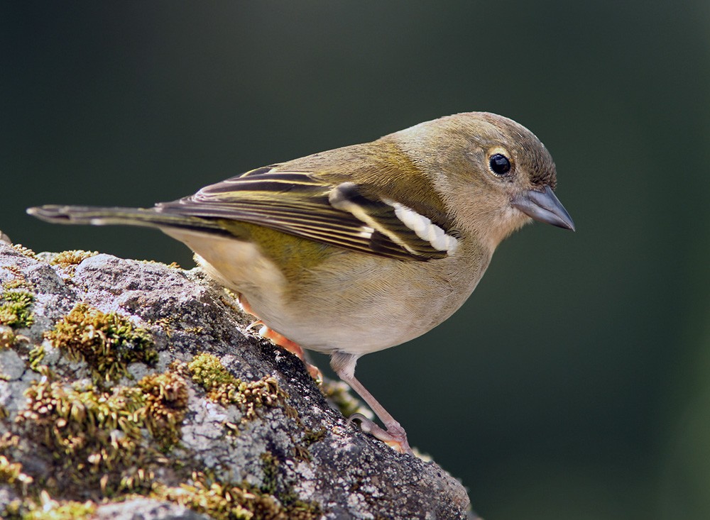 Madeira Chaffinch - Lars Petersson | My World of Bird Photography