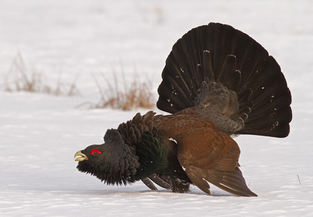 Western Capercaillie - Lars Petersson | My World of Bird Photography