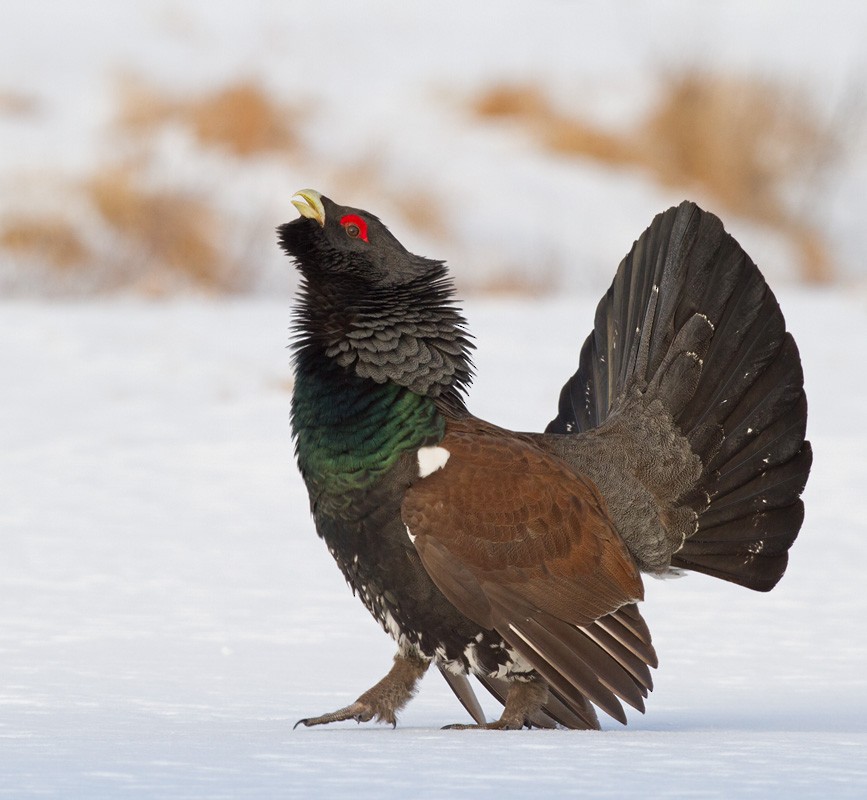 Western Capercaillie - Lars Petersson | My World of Bird Photography