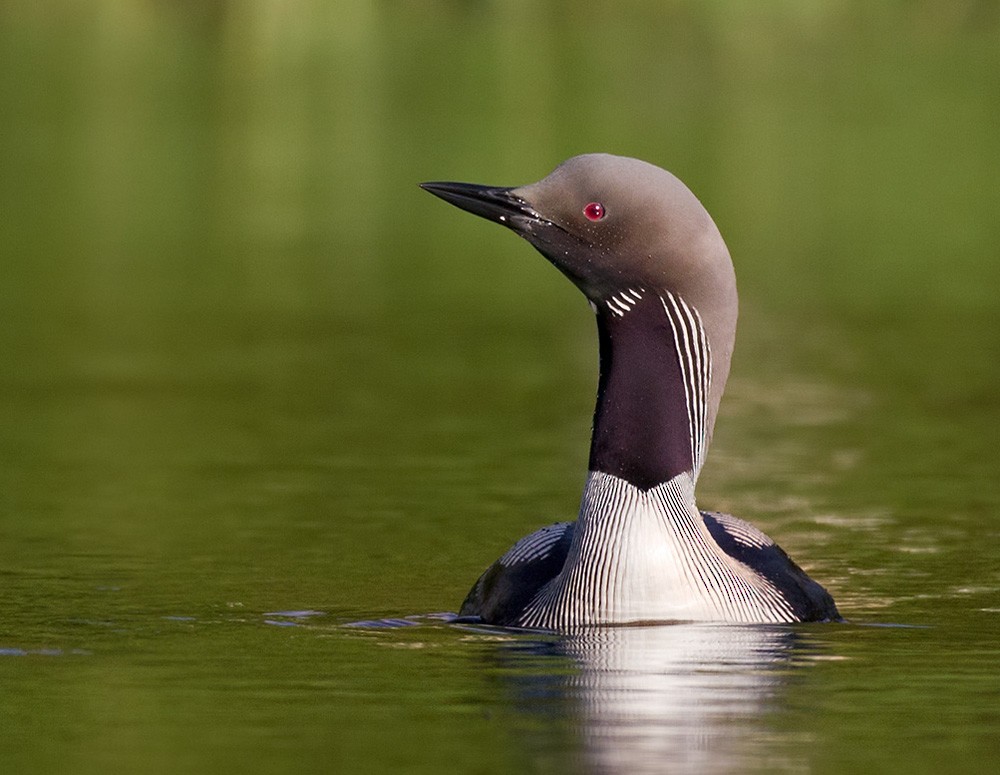 Arctic Loon - Lars Petersson | My World of Bird Photography