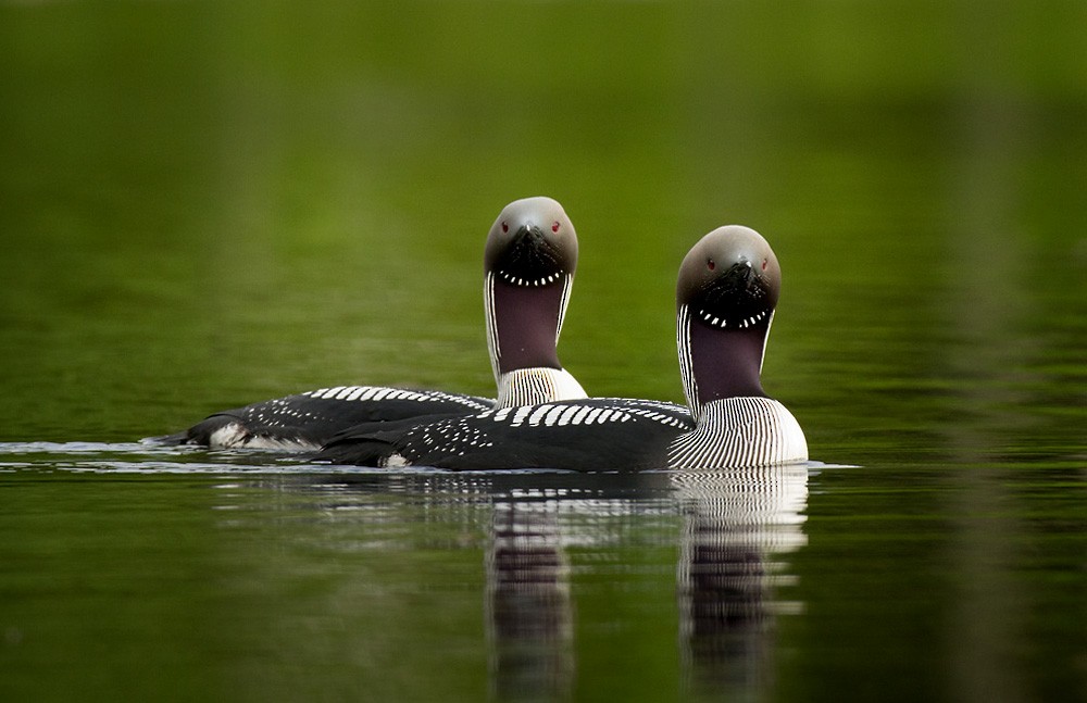 Arctic Loon - Lars Petersson | My World of Bird Photography