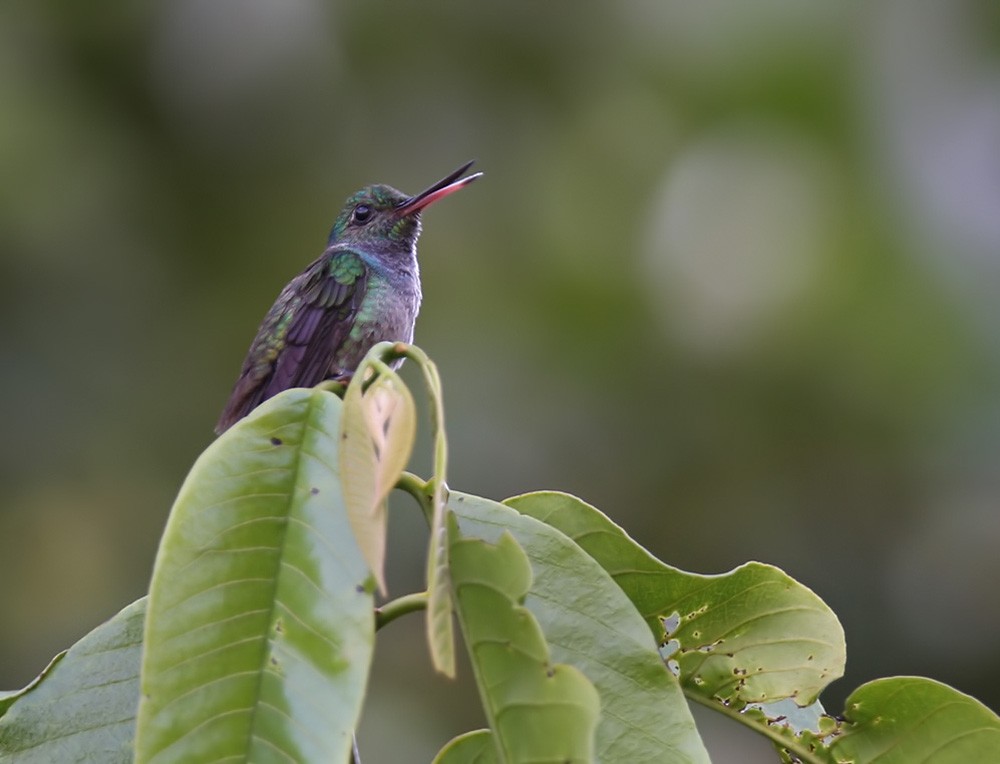 Blue-chested Hummingbird - Lars Petersson | My World of Bird Photography